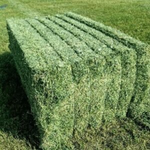 Alfalfa Hay Animal Feed