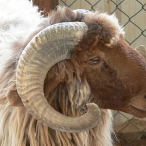 Awessi Sheep
