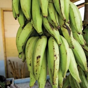 Banana Plantains