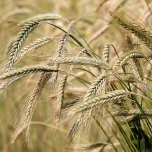 Barley