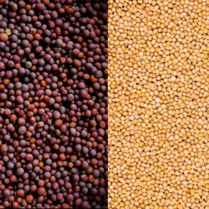 Black & Yellow Mustard Seeds