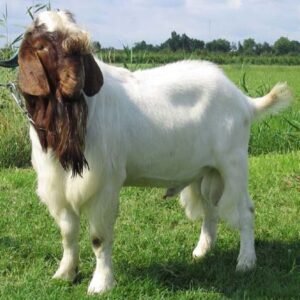 Boer Goat