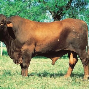 Bull Cattle And Others