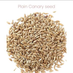 Canary Seed