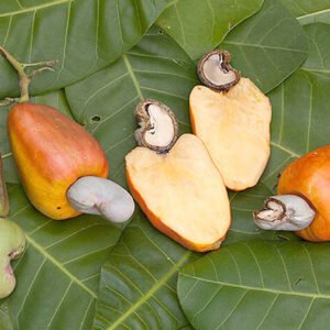 Cashew Nut
