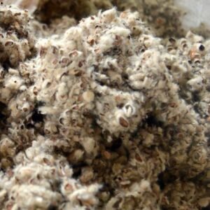 Cotton seed hulls