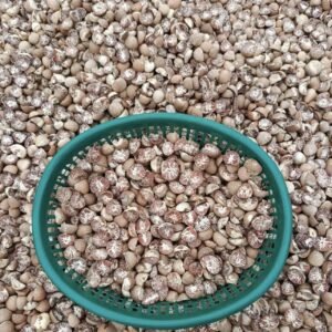 DRIED-WHOLE-BETEL-NUTS