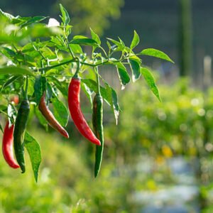 Farm Fresh Green Chilli