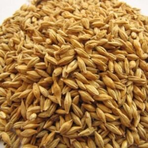 Feed Barley