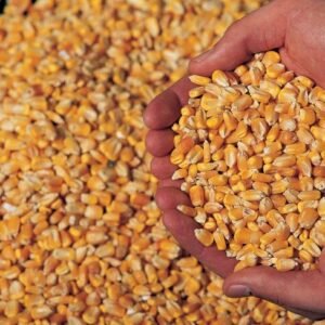 Feed Corn