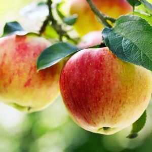 Fresh Apple Fruits