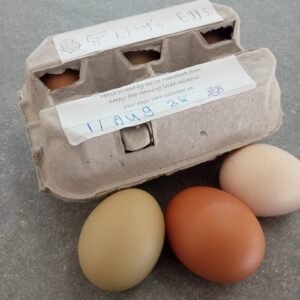 Fresh-Brown-Chicken-Eggs