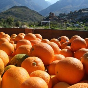 Fresh South African Oranges