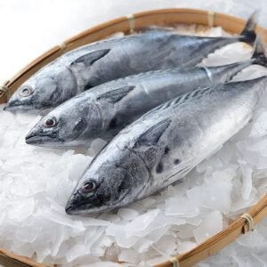 Frozen Fresh Bonito