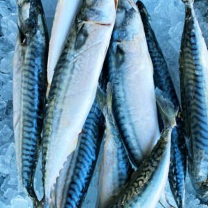 Frozen Mackerel Fish