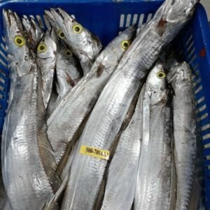 Frozen Ribbonfish