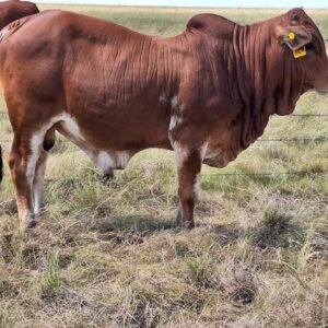 Live Cattle, Bulls, Heifers & Calves