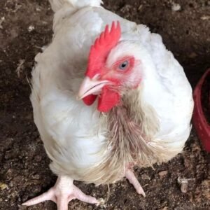 Live Fowl Chicken
