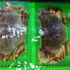 Live Mud Crab