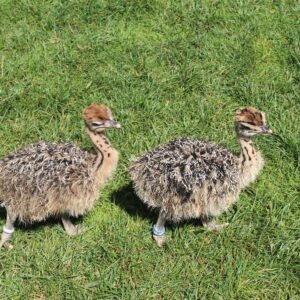 Live Ostrich Birds