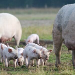 Live Pigs and Piglets