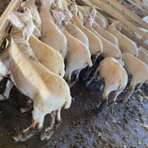Live-Sheep