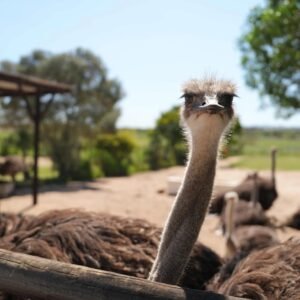 Live ostrich