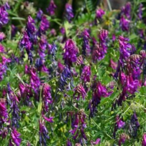 Purple Vetch