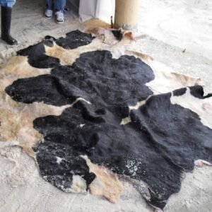 Salted Calf Skins