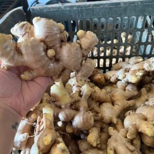 Vietnam Fresh Ginger