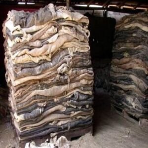 Wet Salted Buffalo Hides
