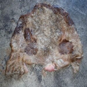 Wet Salted Cow Head Skins
