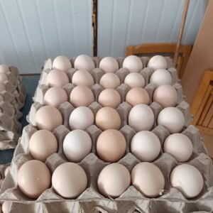 White Fresh Table Eggs