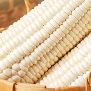 White and Yellow Corn