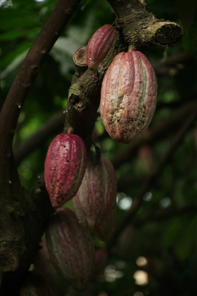 Ripe cacao fruits