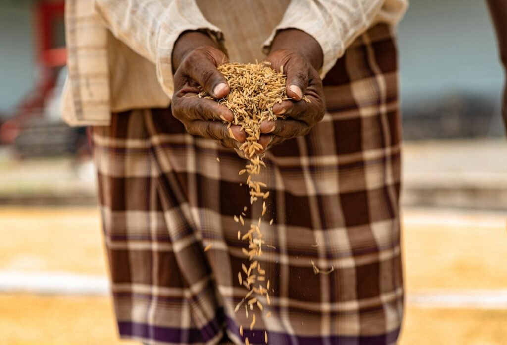Hands holding freshly harvested grain