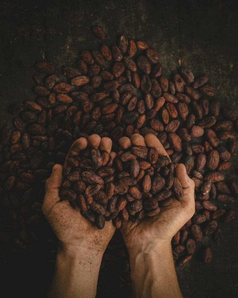 Hand holding dried cocoa beans