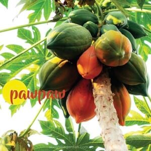 papaya-pawpaws